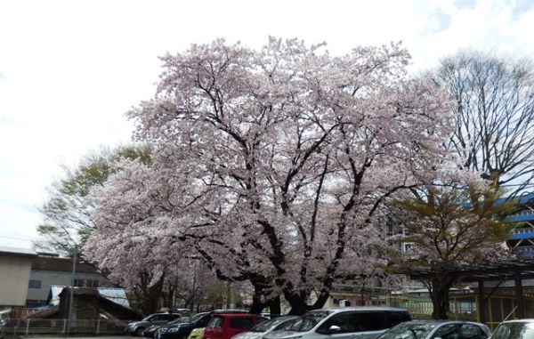 桜満開の松が峰教会