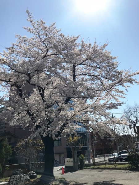 前橋教会の桜